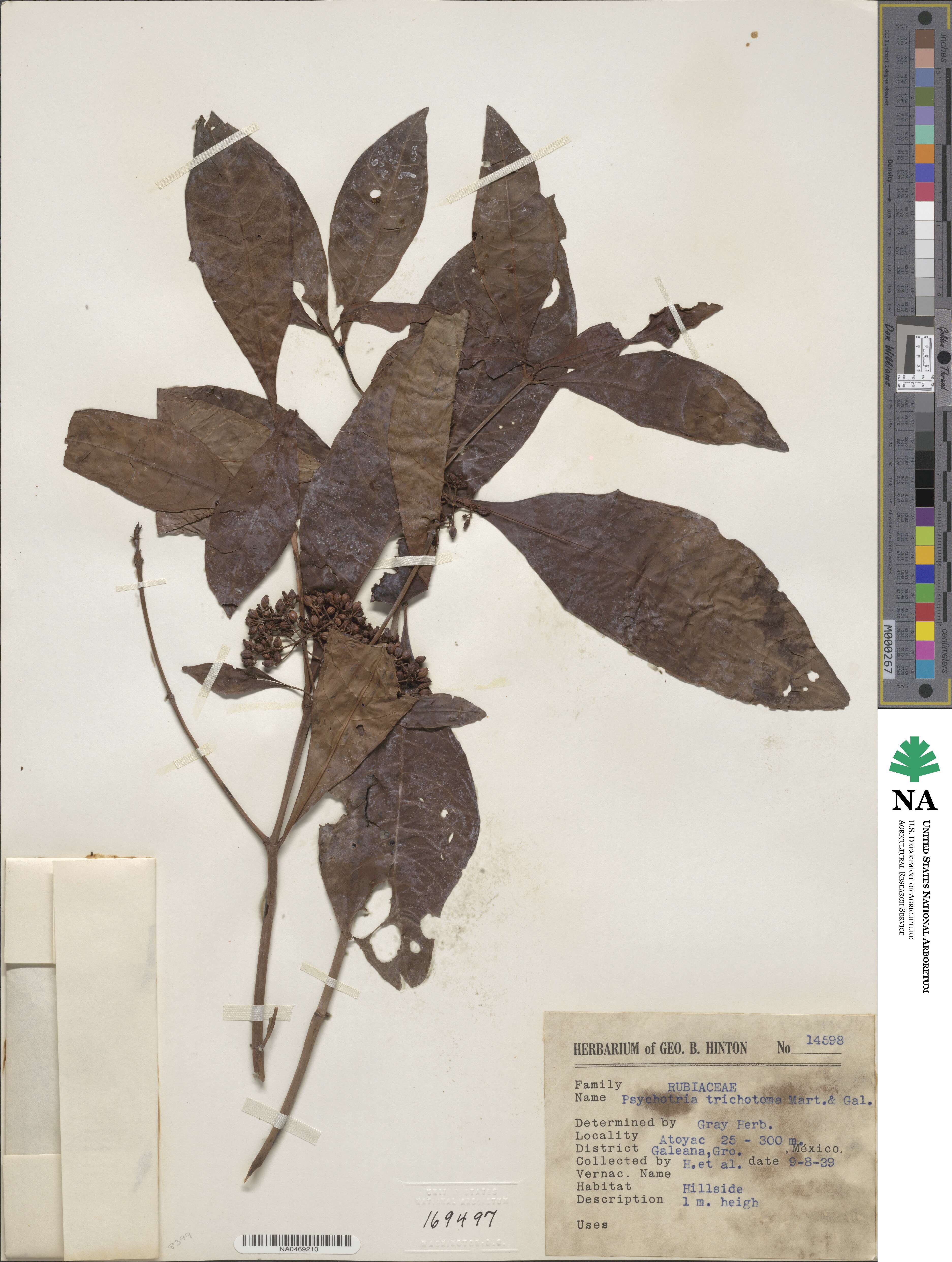 Psychotria trichotoma image