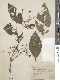 Psychotria trichotoma image