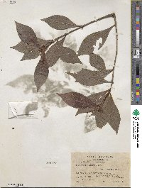 Psychotria nervosa image