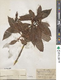 Psychotria nervosa image