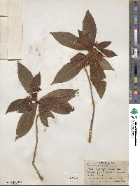 Psychotria nervosa image