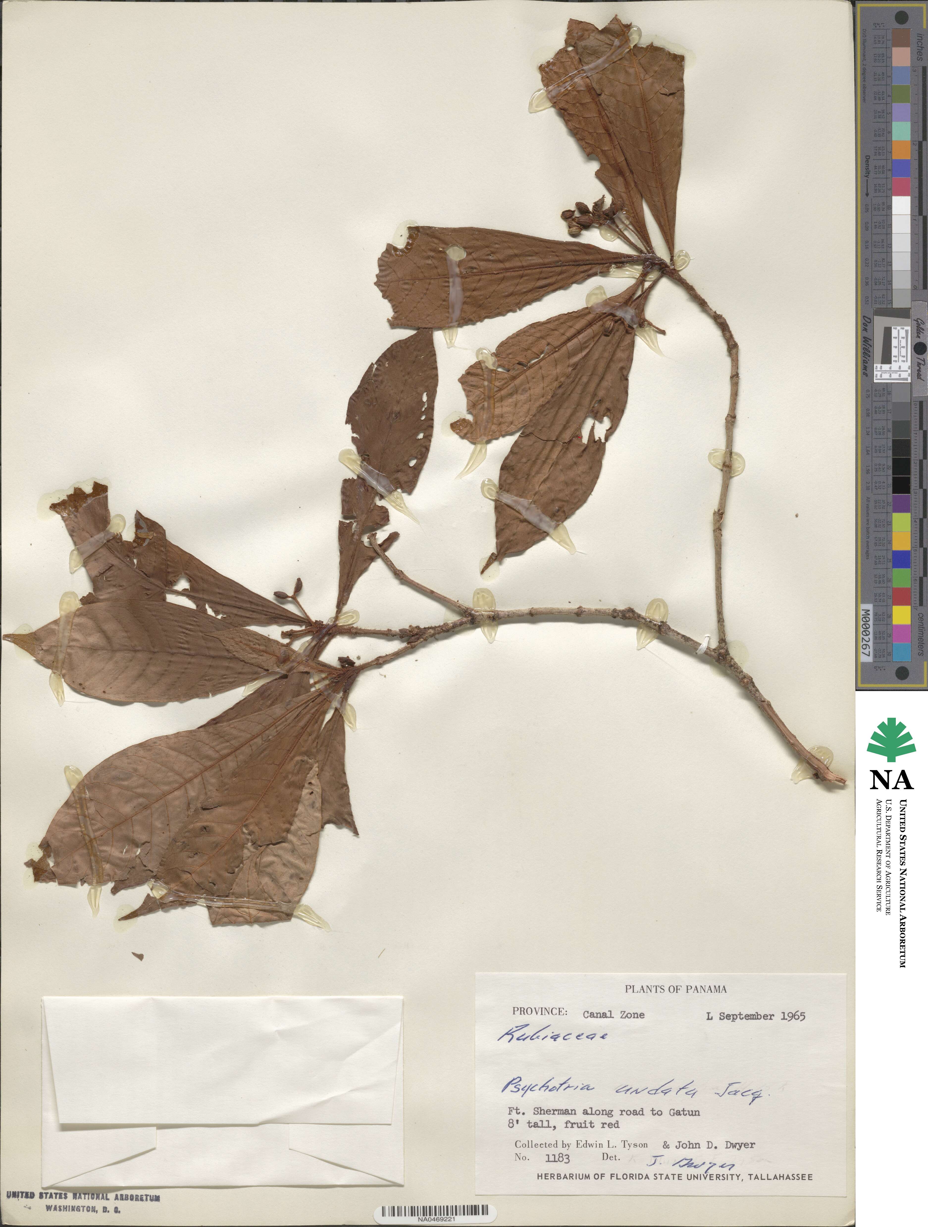 Psychotria nervosa image