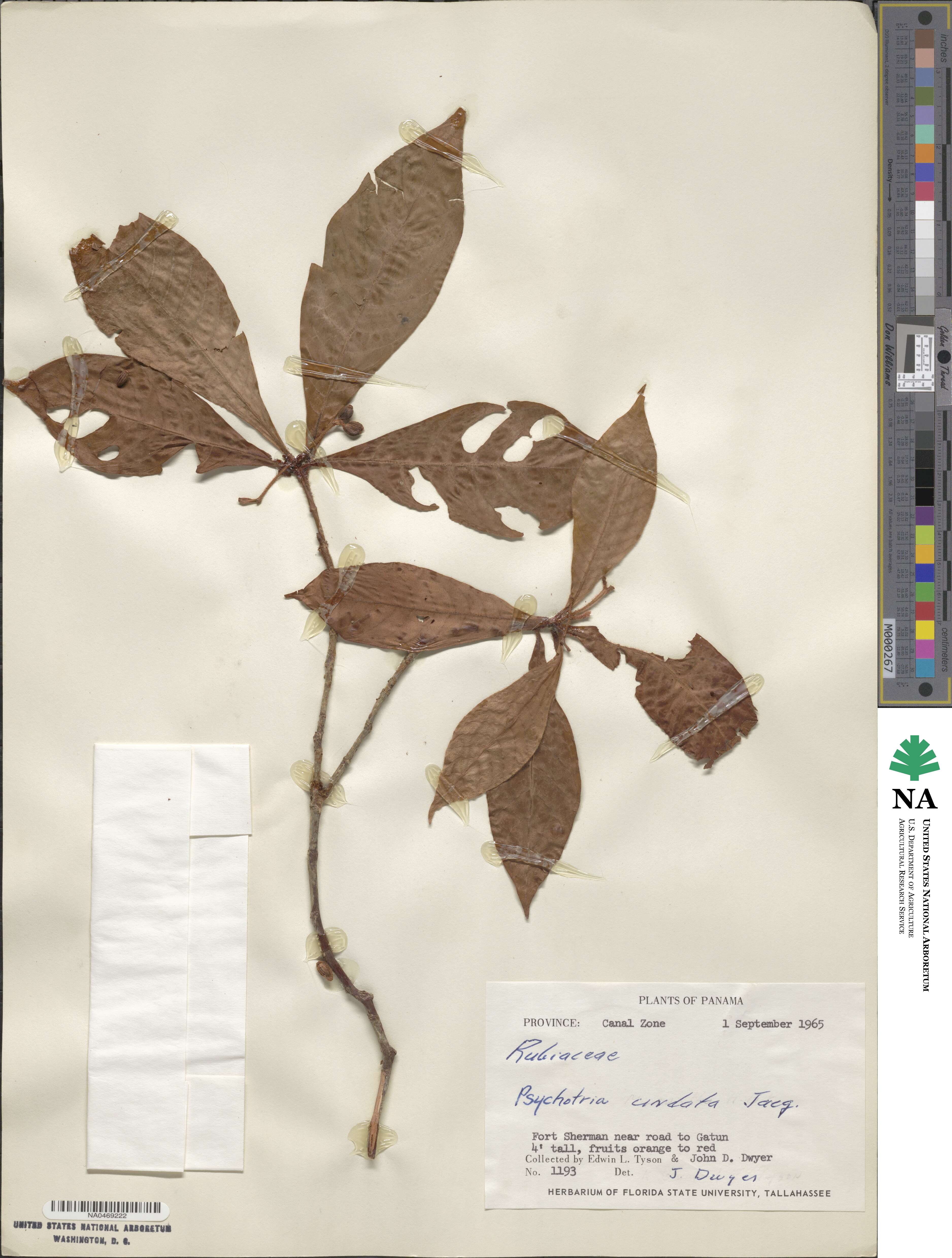 Psychotria nervosa image