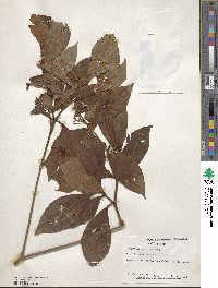 Psychotria nervosa image