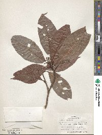 Psychotria nervosa image