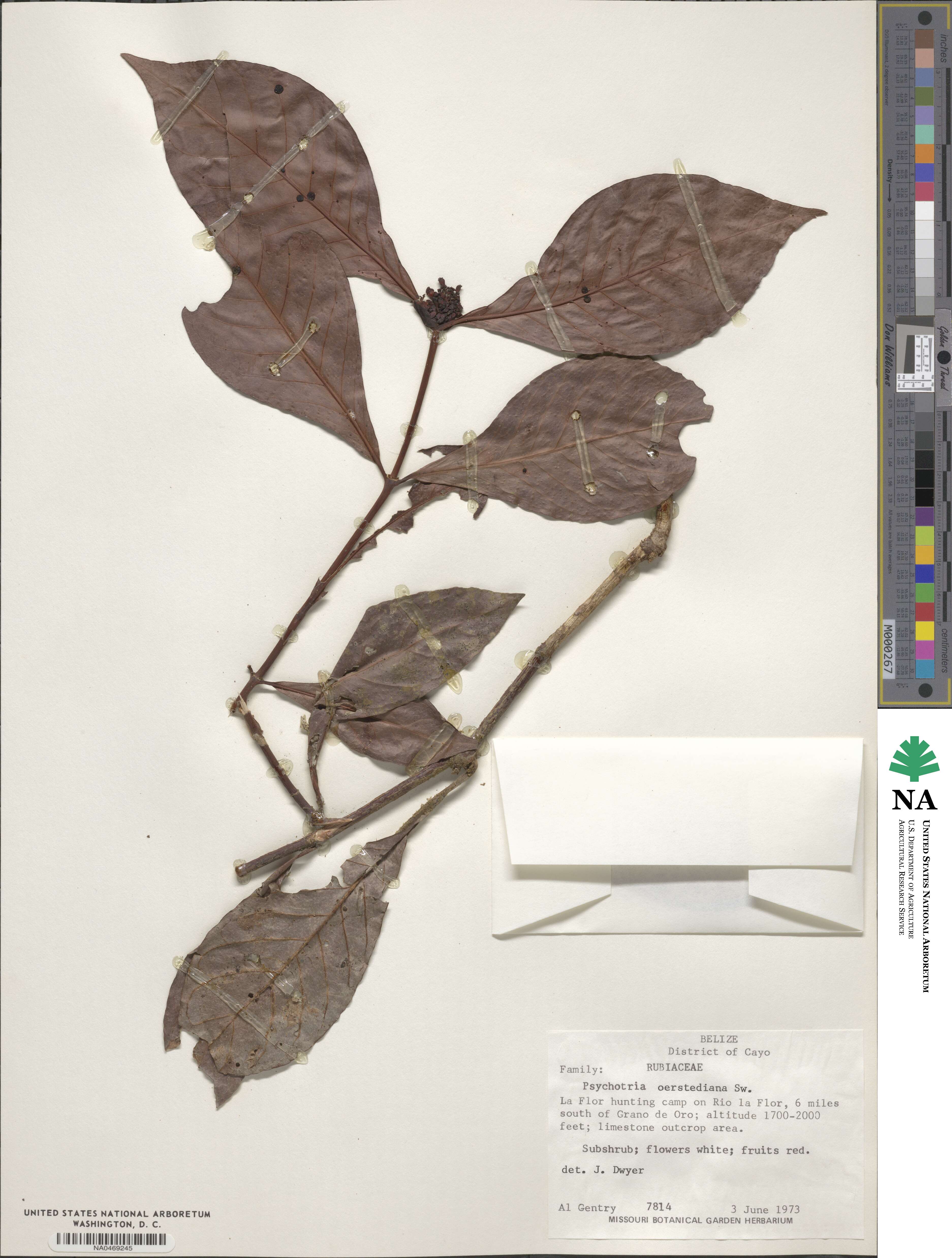 Psychotria subsessilis image