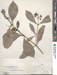 Psychotria subsessilis image