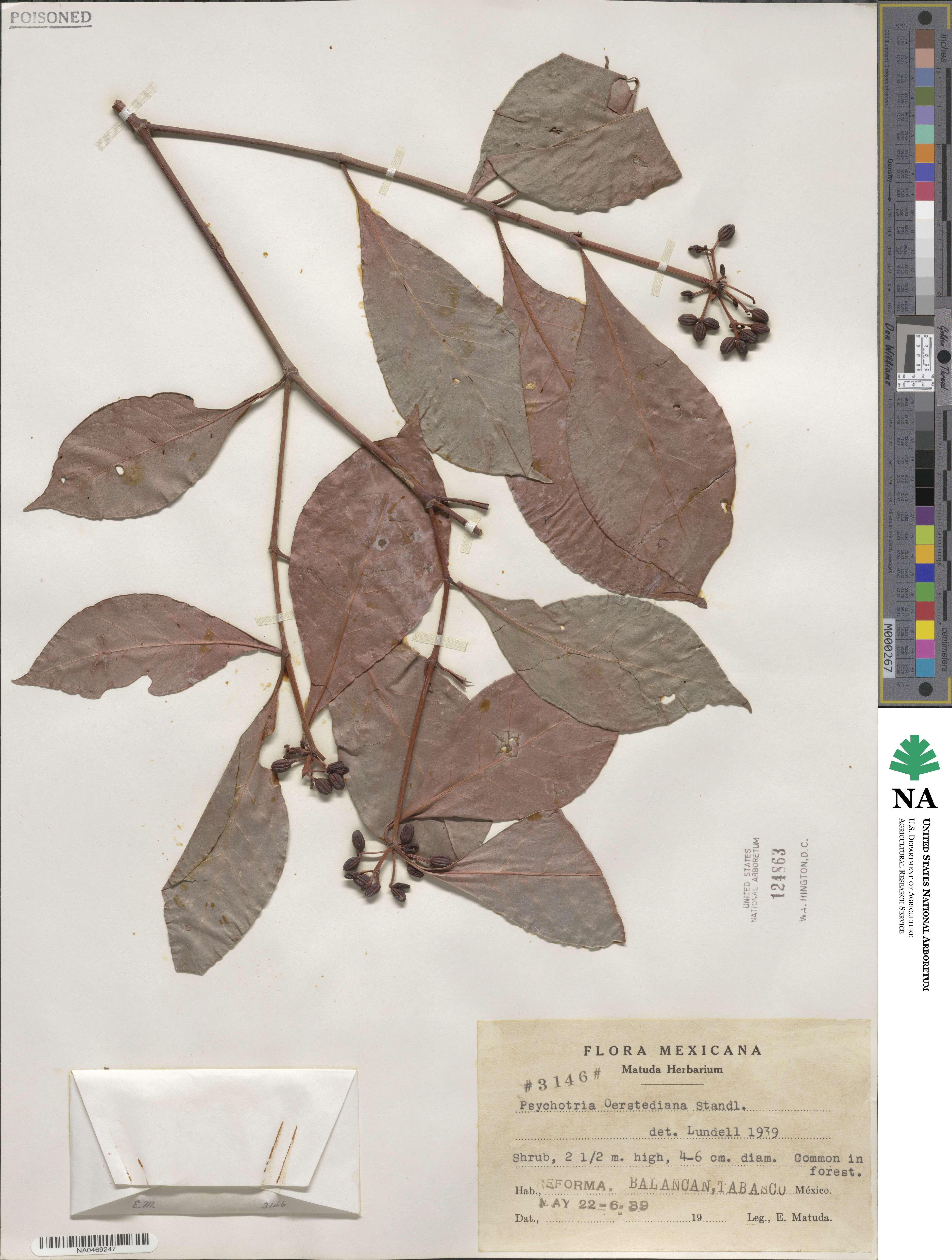 Psychotria subsessilis image