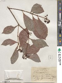 Psychotria subsessilis image