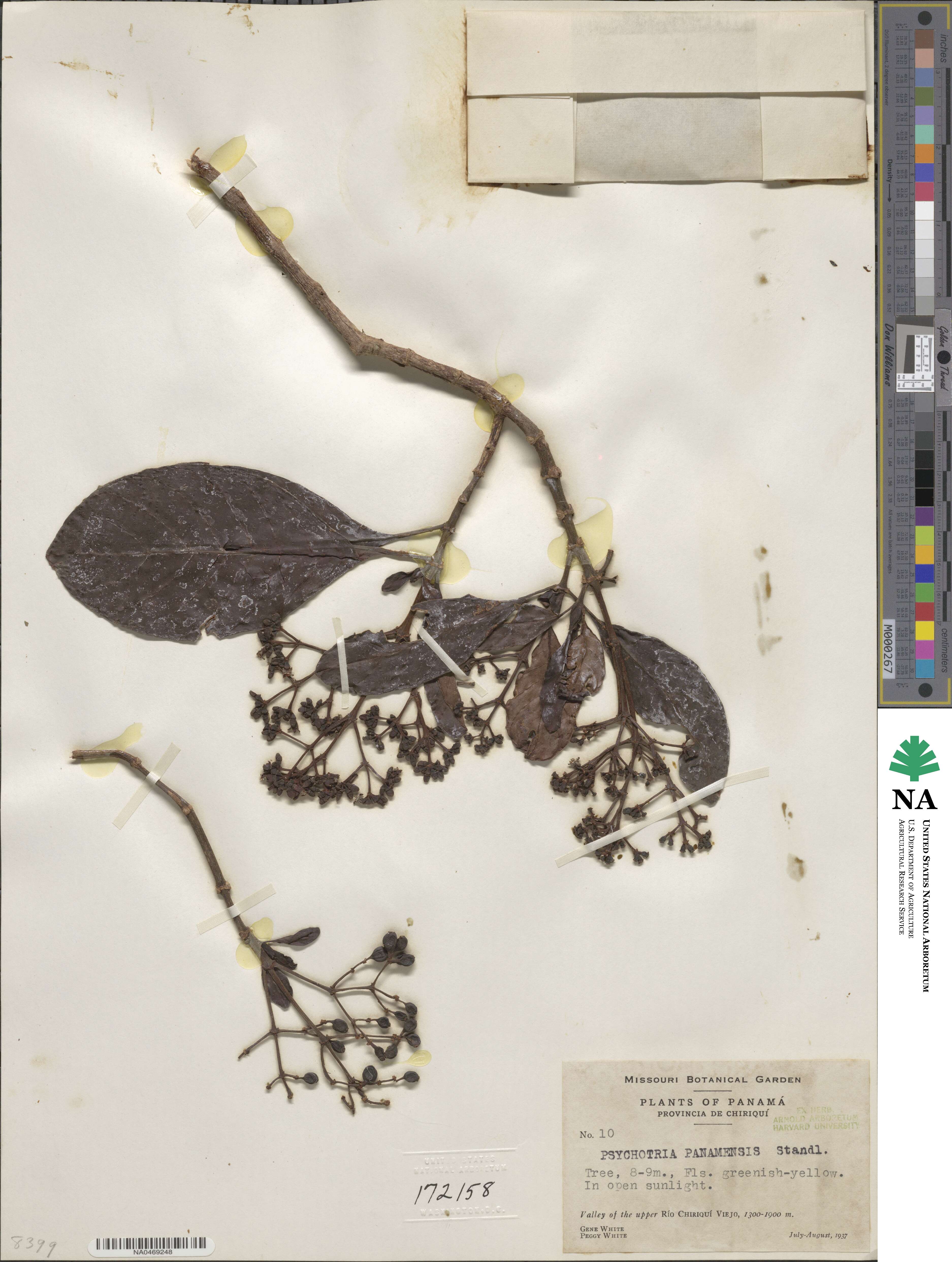 Psychotria panamensis image