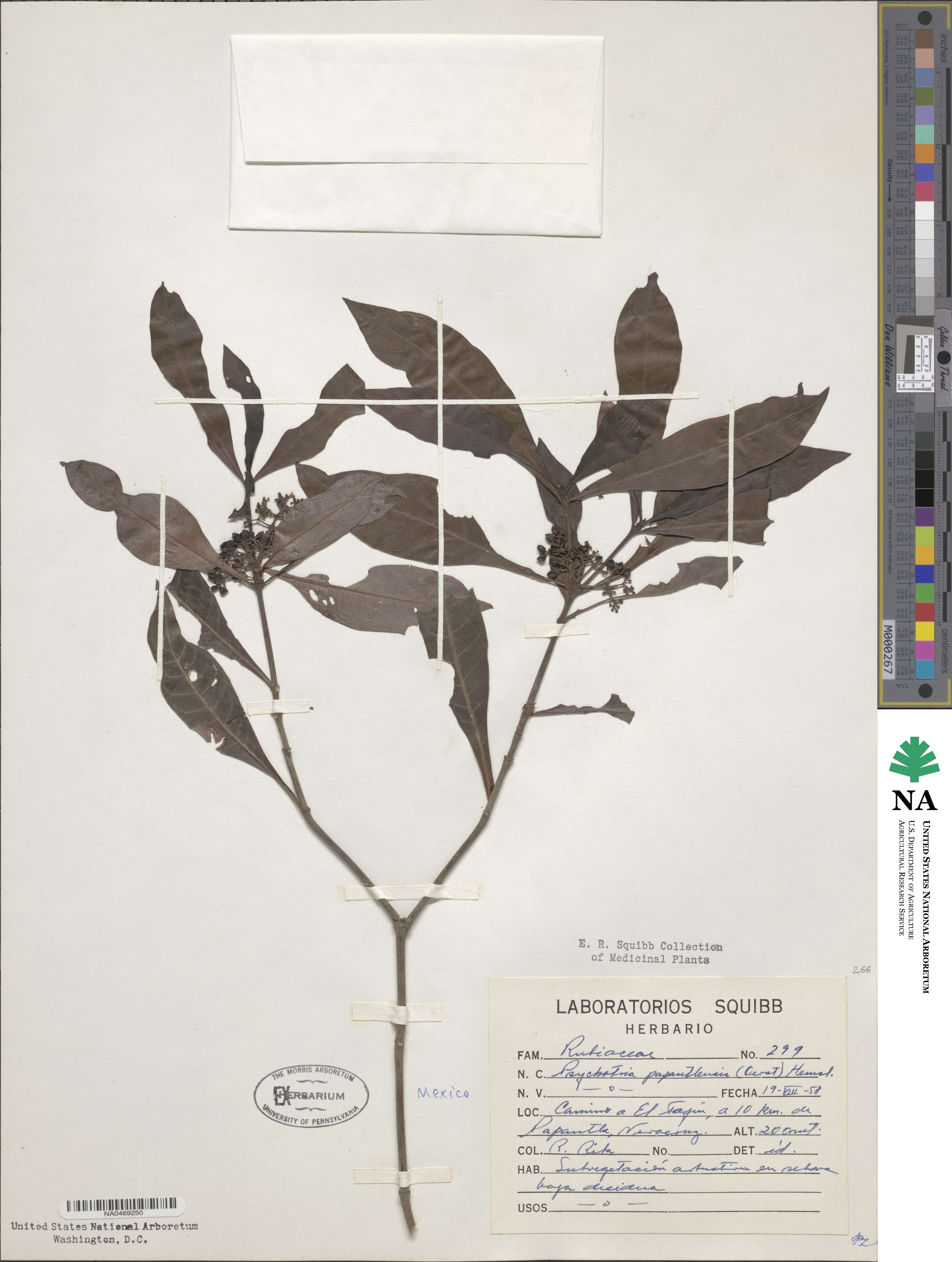 Psychotria papantlensis image