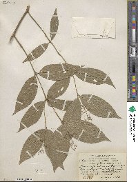 Psychotria patens image