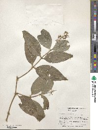 Psychotria patens image