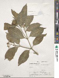 Psychotria pubescens image