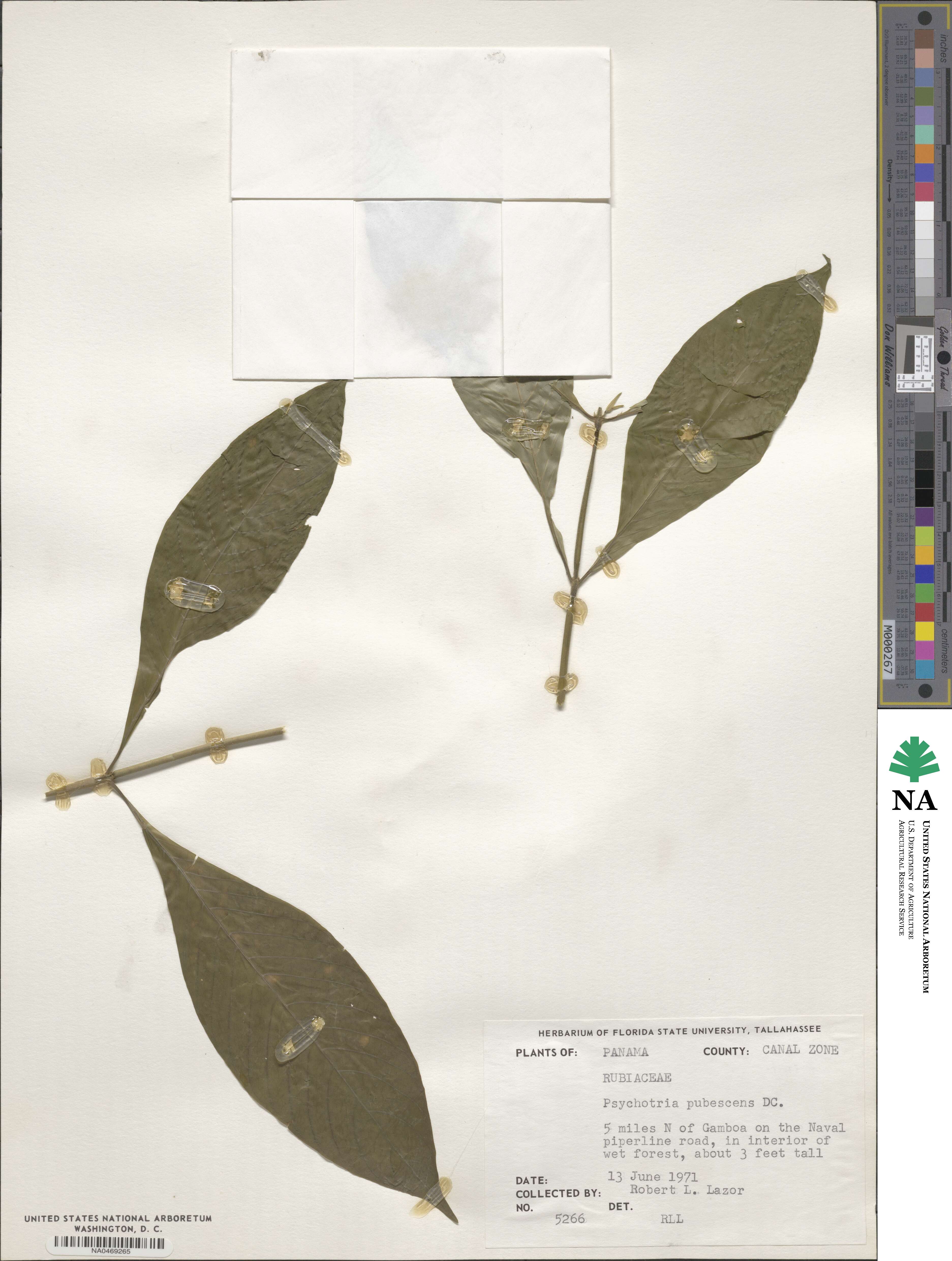 Psychotria pubescens image