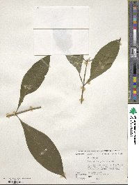 Psychotria pubescens image