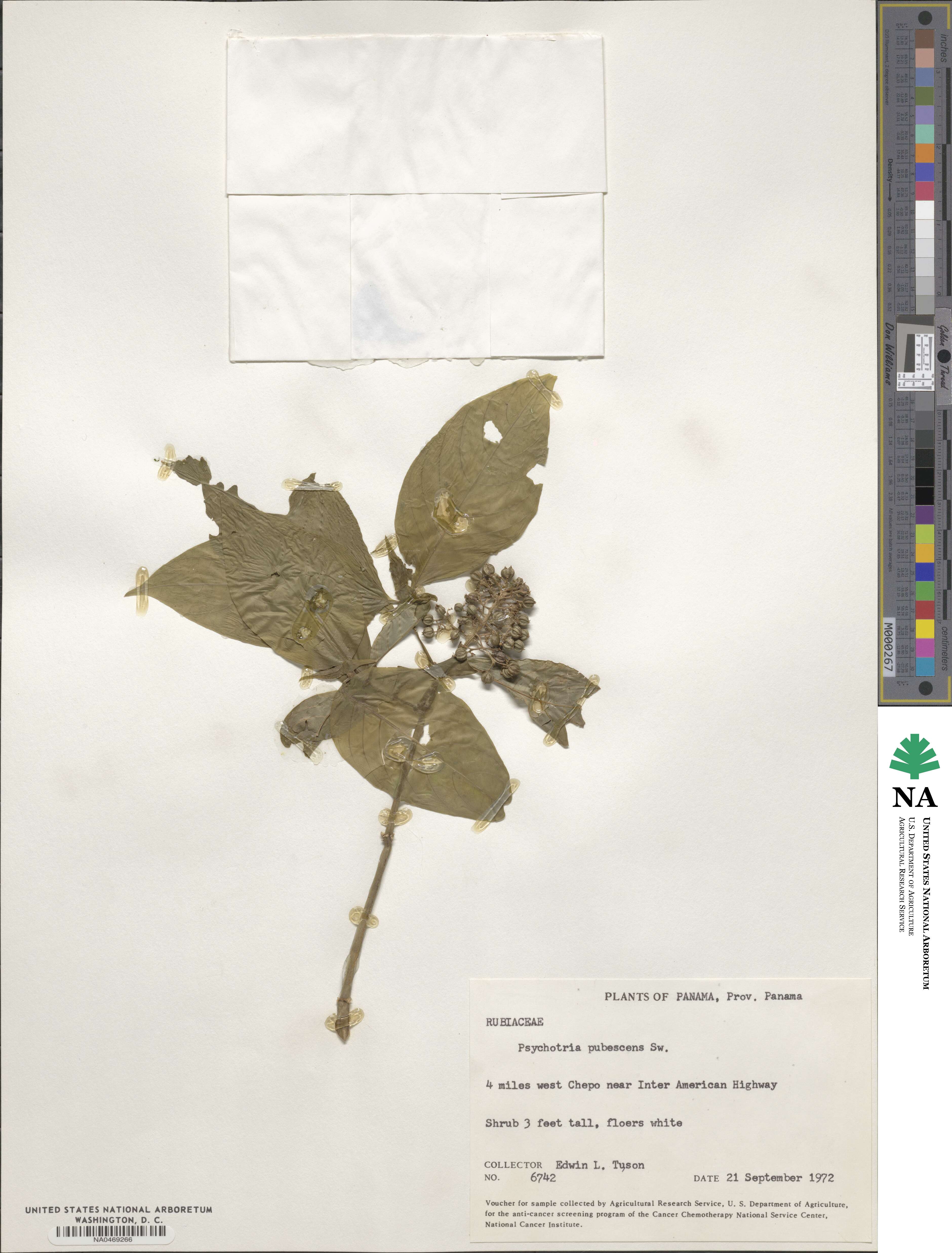 Psychotria pubescens image