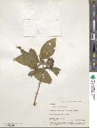 Psychotria pubescens image