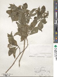 Psychotria pubescens image