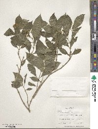 Psychotria pubescens image