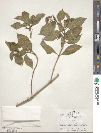 Psychotria pubescens image