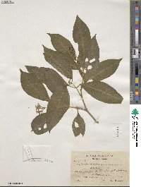 Psychotria pubescens image