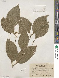 Psychotria involucrata image