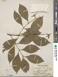 Psychotria involucrata image