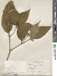 Psychotria involucrata image