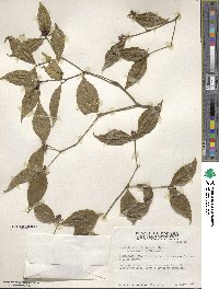 Psychotria involucrata image