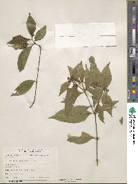 Psychotria involucrata image