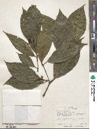 Psychotria involucrata image