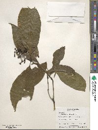 Psychotria involucrata image