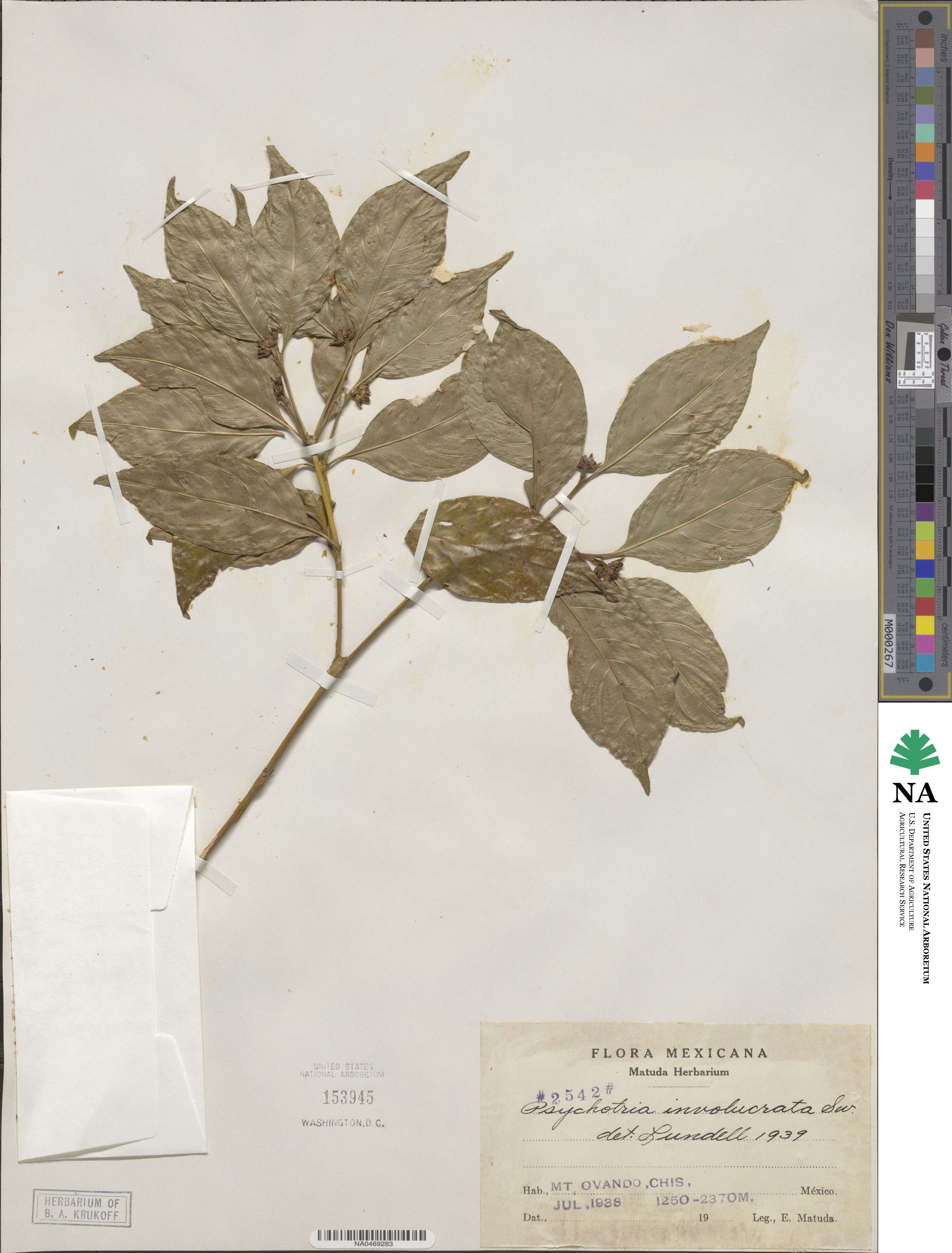 Psychotria involucrata image