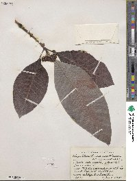 Psychotria limonensis image