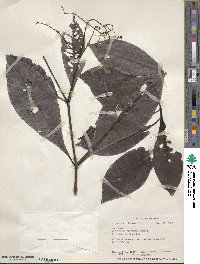 Psychotria marginata image