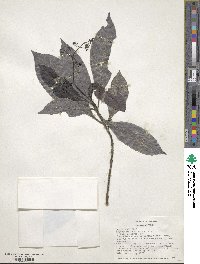 Psychotria marginata image