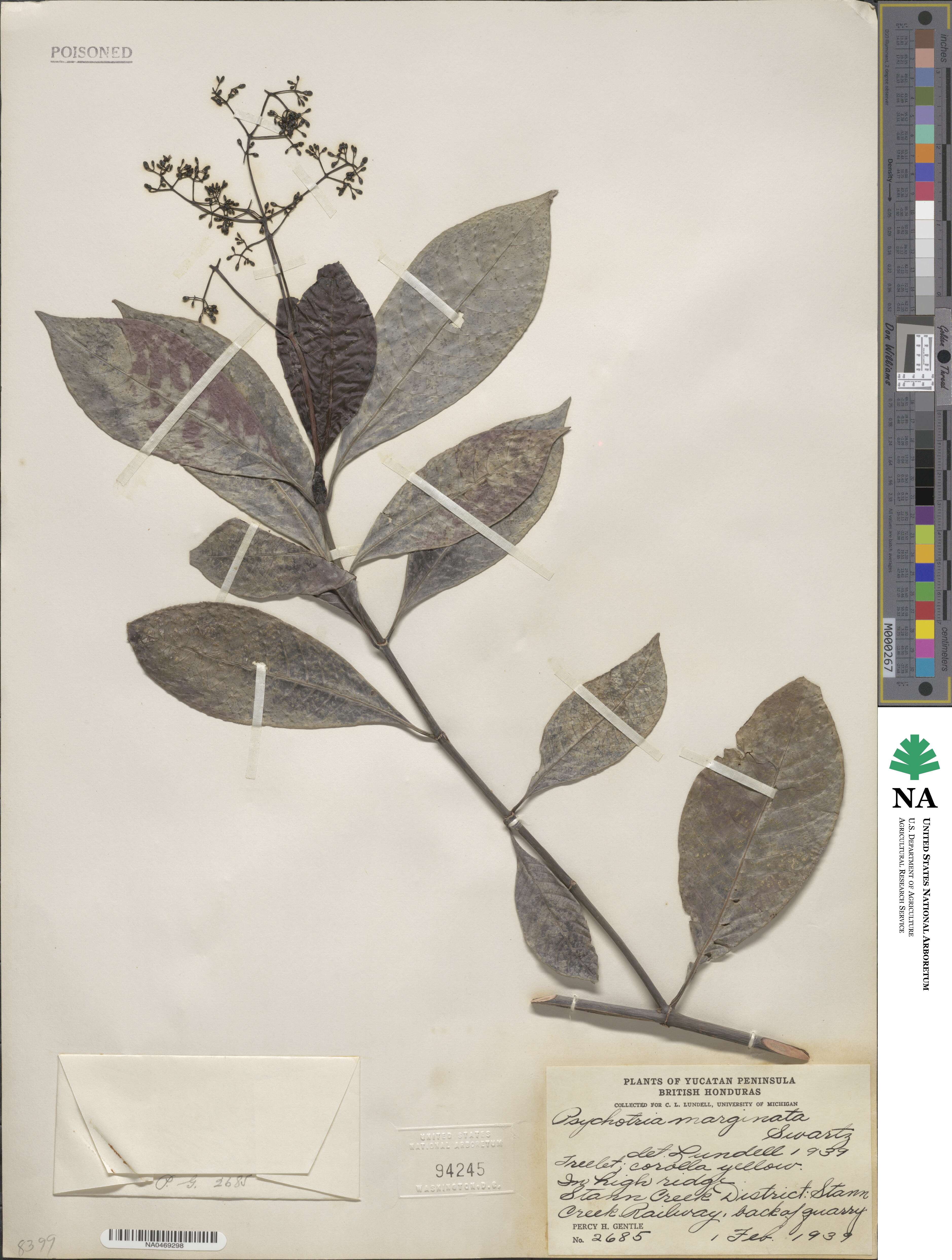 Psychotria marginata image