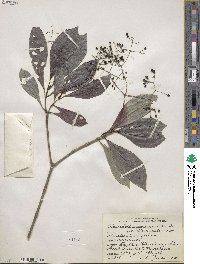 Psychotria marginata image