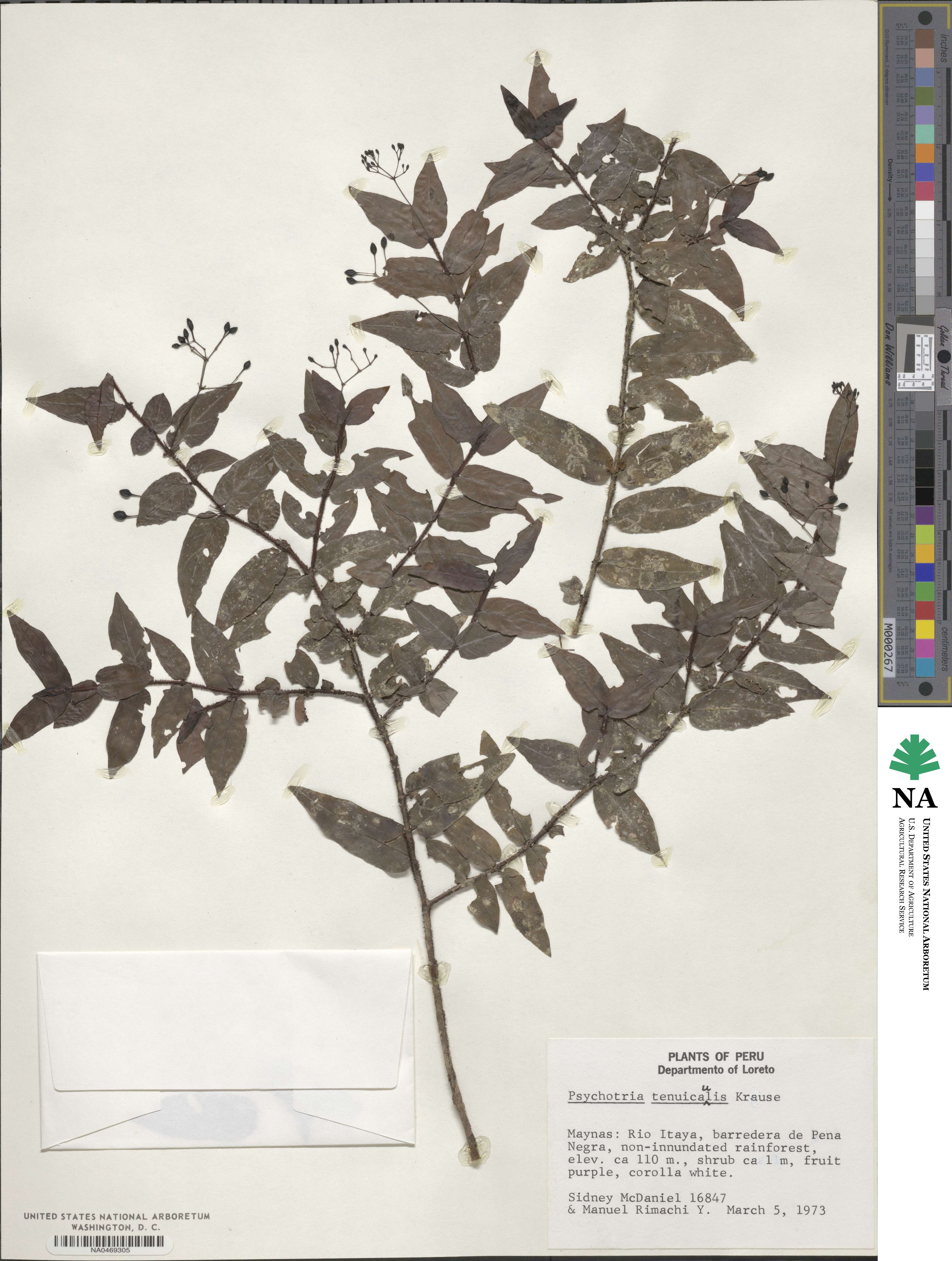 Psychotria tenuicaulis image