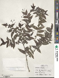 Psychotria tenuicaulis image