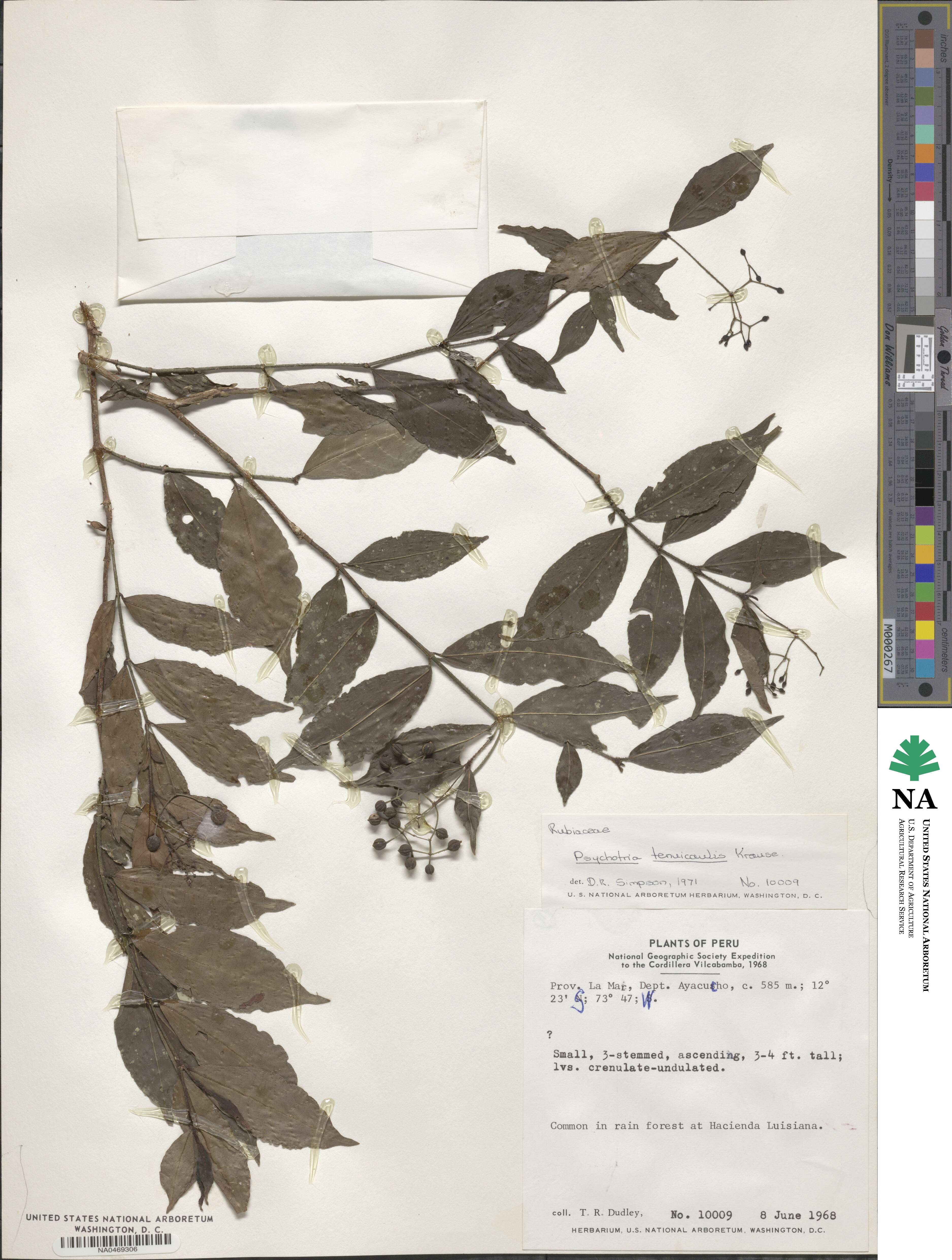 Psychotria tenuicaulis image