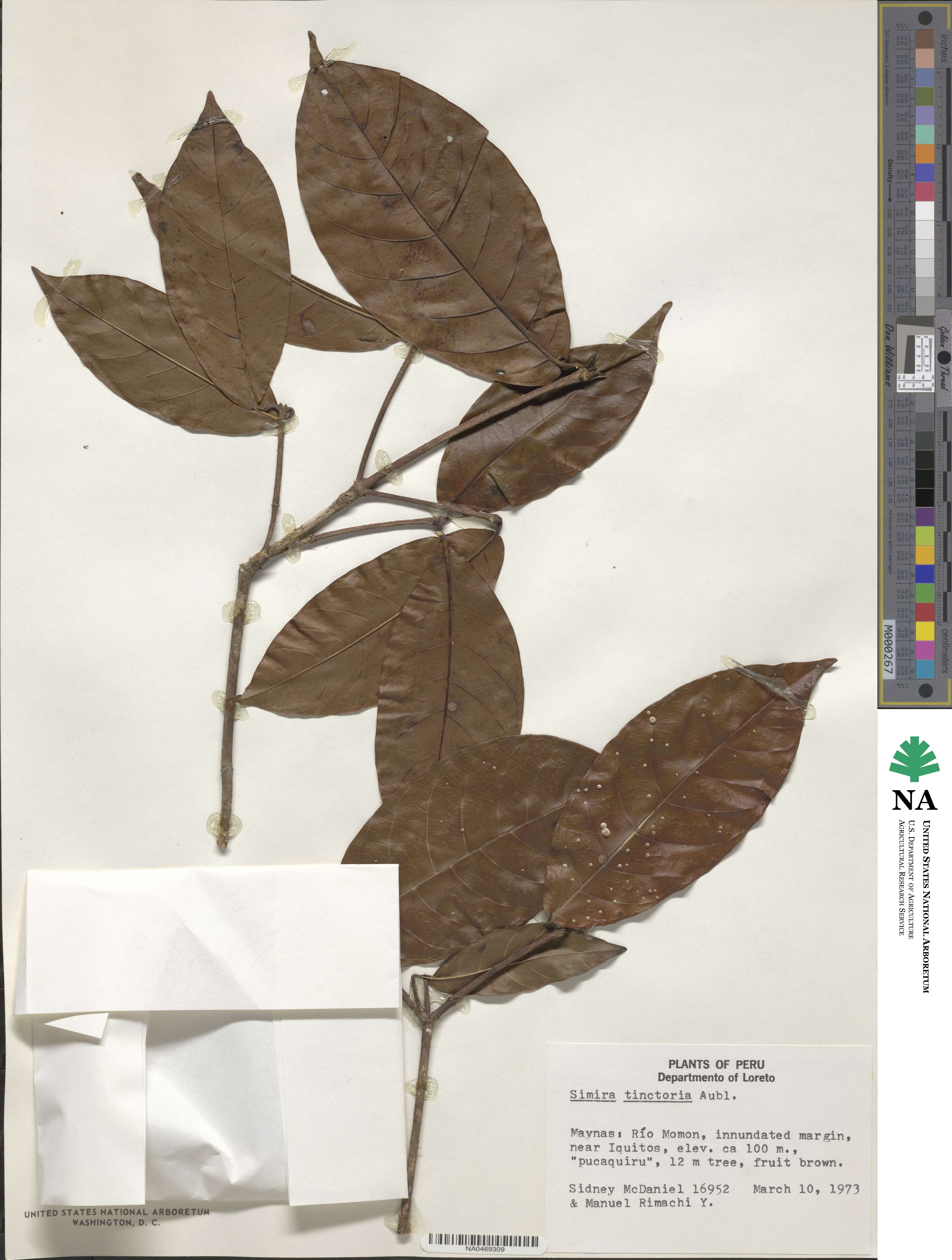 Psychotria tinctoria image