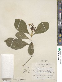 Psychotria involucrata image