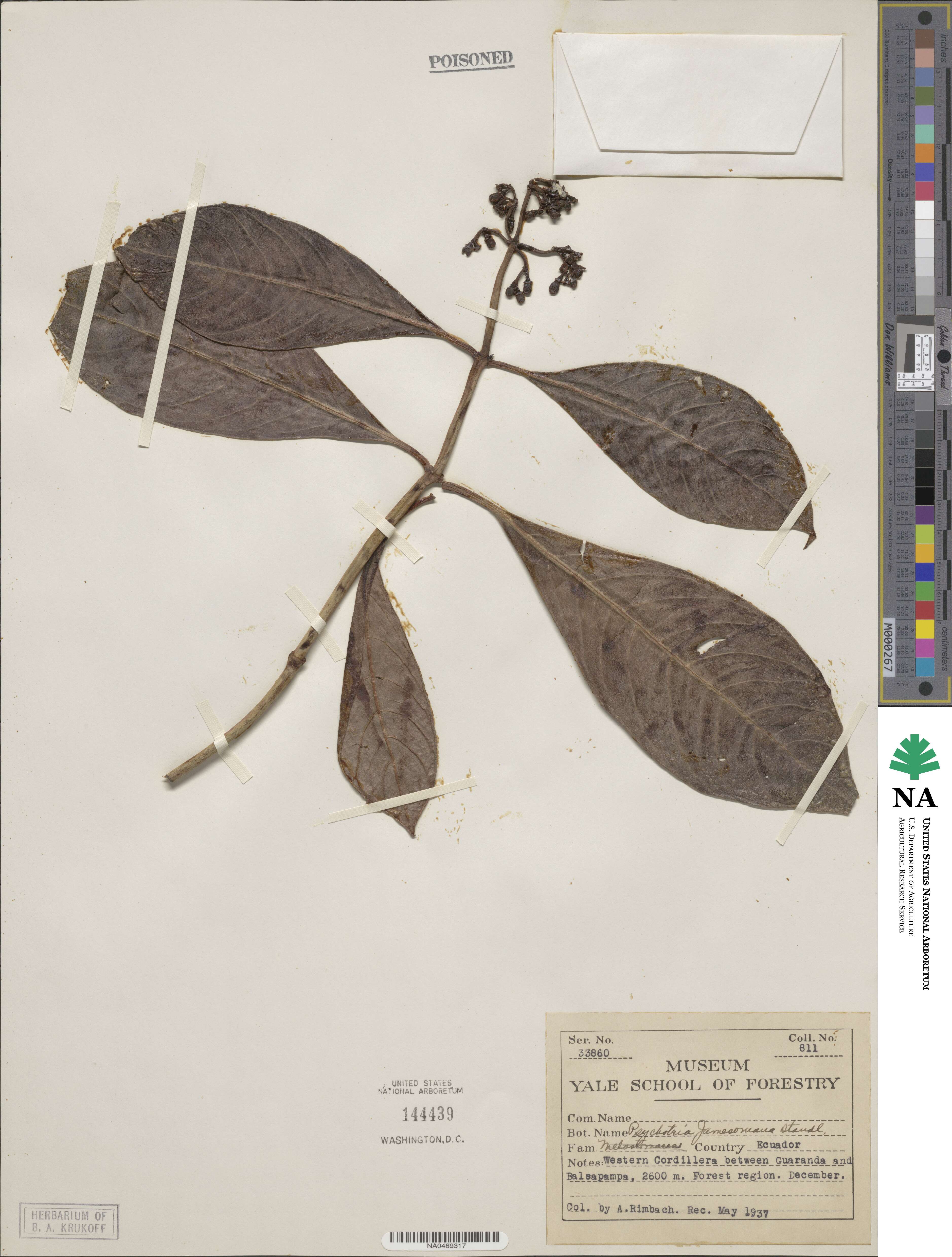 Psychotria jamesoniana image