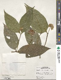 Palicourea justiciifolia image