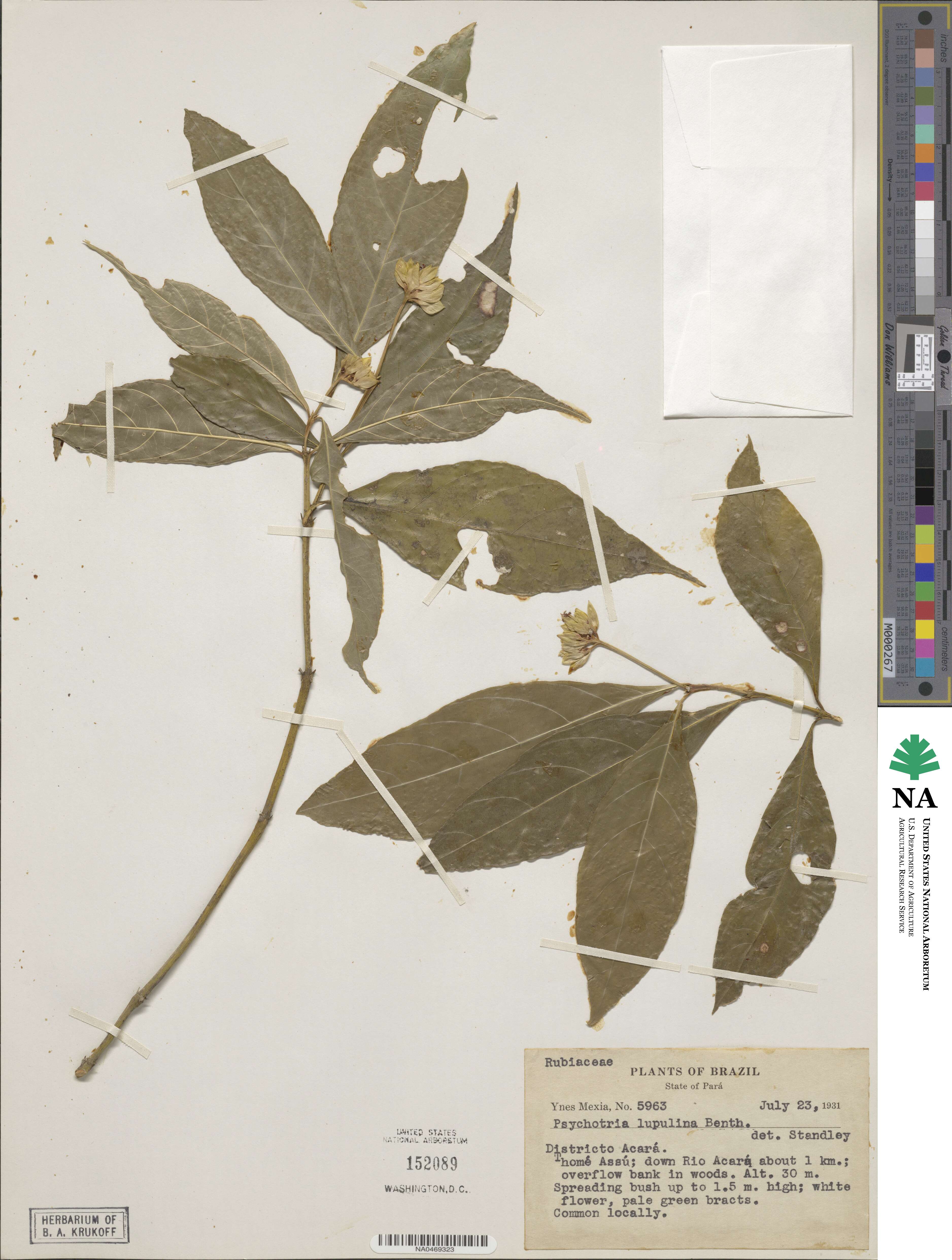 Palicourea justiciifolia image