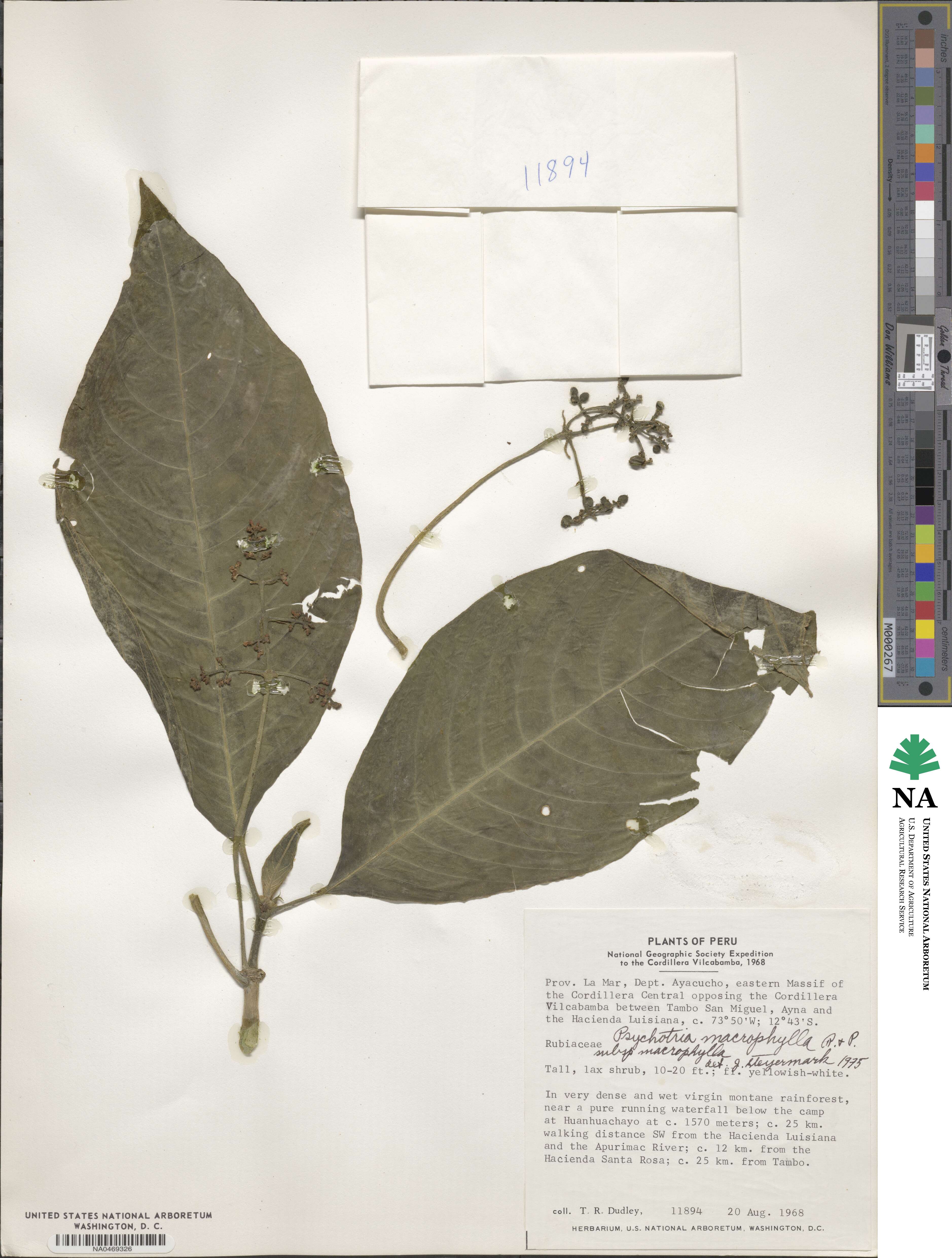 Psychotria macrophylla image