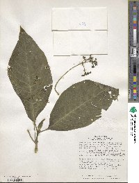 Psychotria macrophylla image