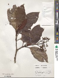 Psychotria guianensis image